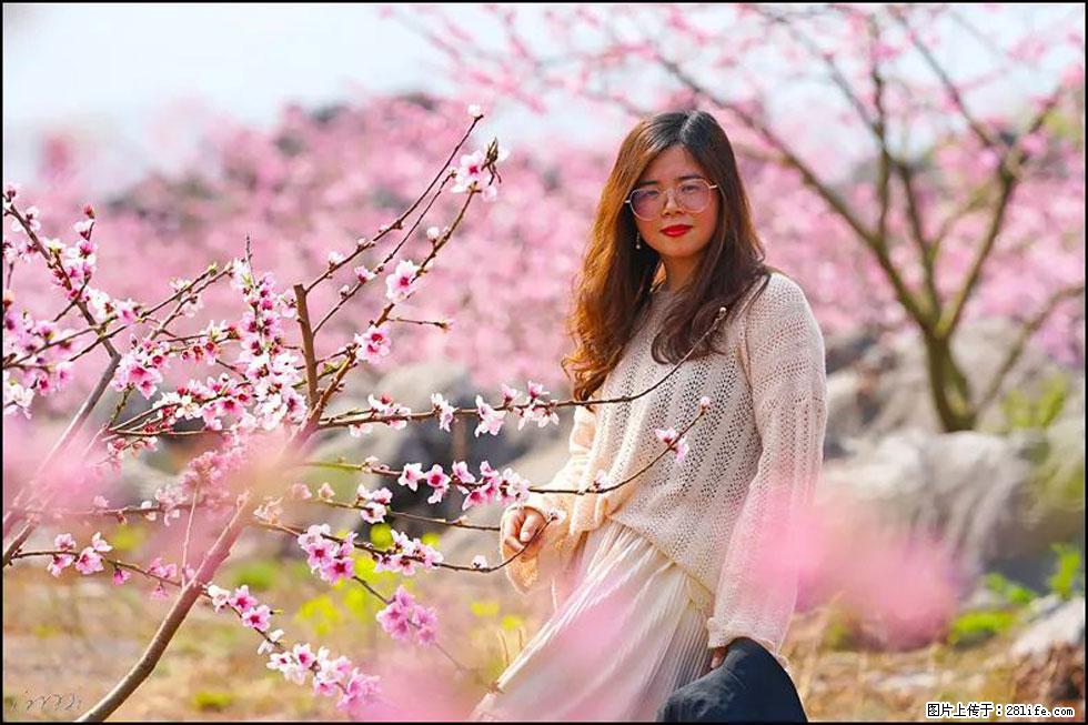 【春天,广西桂林灌阳县向您发出邀请!】望月岭上桃花开 - 游山玩水 - 遵义生活社区 - 遵义28生活网 zunyi.28life.com