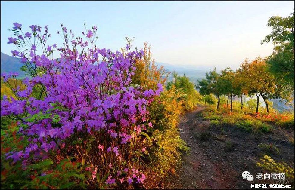 【春天,广西桂林灌阳县向您发出邀请!】登麒麟山,相约映山红 - 游山玩水 - 遵义生活社区 - 遵义28生活网 zunyi.28life.com