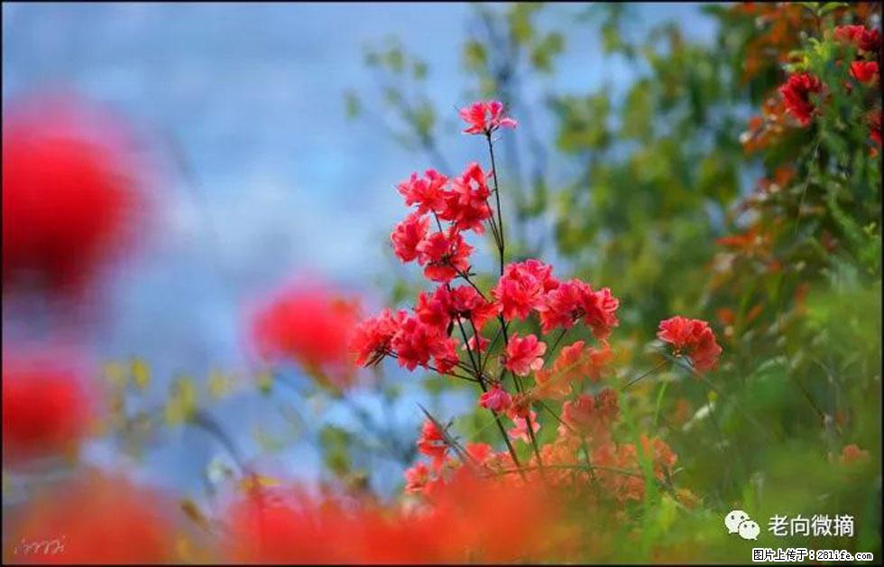 【春天,广西桂林灌阳县向您发出邀请!】登麒麟山,相约映山红 - 游山玩水 - 遵义生活社区 - 遵义28生活网 zunyi.28life.com