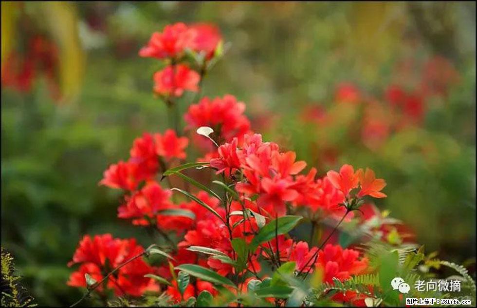 【春天,广西桂林灌阳县向您发出邀请!】登麒麟山,相约映山红 - 游山玩水 - 遵义生活社区 - 遵义28生活网 zunyi.28life.com