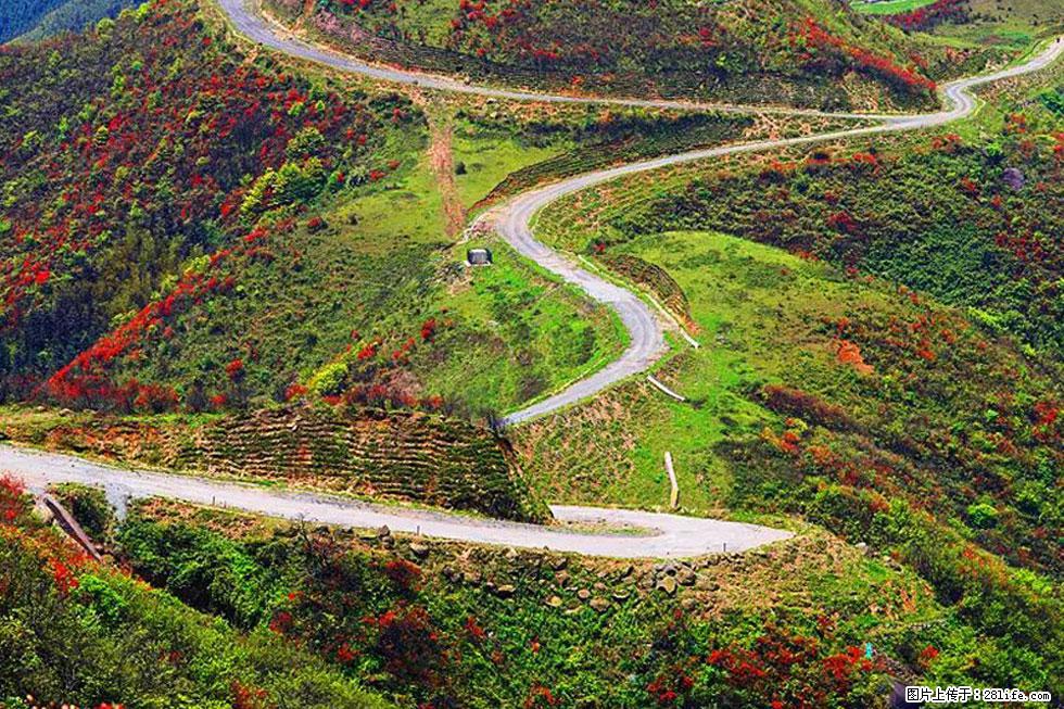 【春天，广西桂林灌阳县向您发出邀请！】春木界上映山红 - 游山玩水 - 遵义生活社区 - 遵义28生活网 zunyi.28life.com