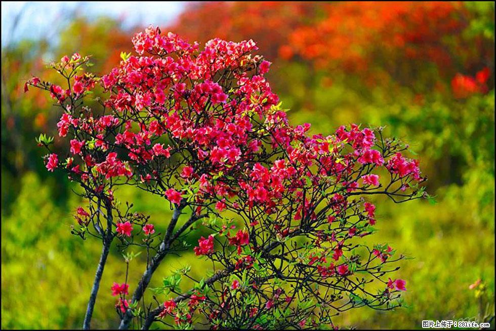【春天，广西桂林灌阳县向您发出邀请！】春木界上映山红 - 游山玩水 - 遵义生活社区 - 遵义28生活网 zunyi.28life.com