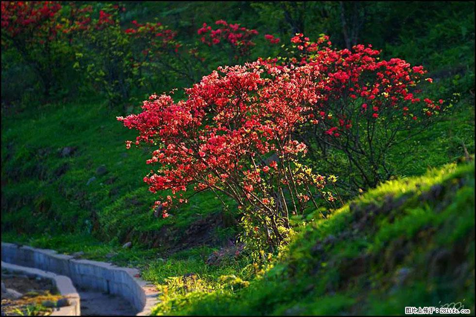 【春天，广西桂林灌阳县向您发出邀请！】春木界上映山红 - 游山玩水 - 遵义生活社区 - 遵义28生活网 zunyi.28life.com