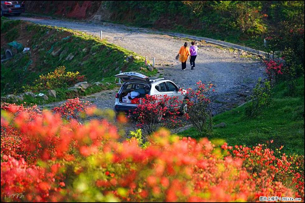 【春天，广西桂林灌阳县向您发出邀请！】春木界上映山红 - 游山玩水 - 遵义生活社区 - 遵义28生活网 zunyi.28life.com