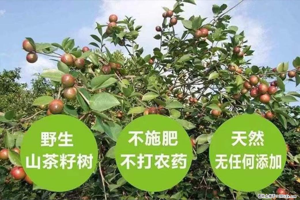 【灌阳县油茶产业示范区】一个有着充实的精神生活的人,对待身外之物自会有一种淡泊的态度 - 美食天地 - 遵义生活社区 - 遵义28生活网 zunyi.28life.com