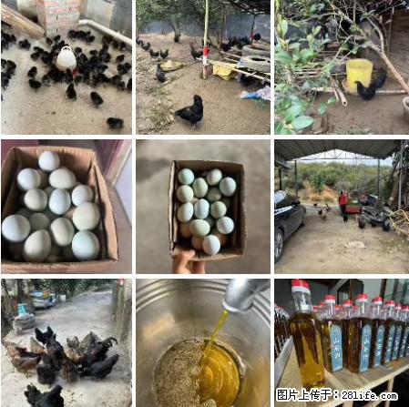 油茶园从小鸡仔开始养起的纯土鸡、土鸡蛋可以预定啦！还有前几天刚榨的纯山茶油哦 - 美食天地 - 遵义生活社区 - 遵义28生活网 zunyi.28life.com