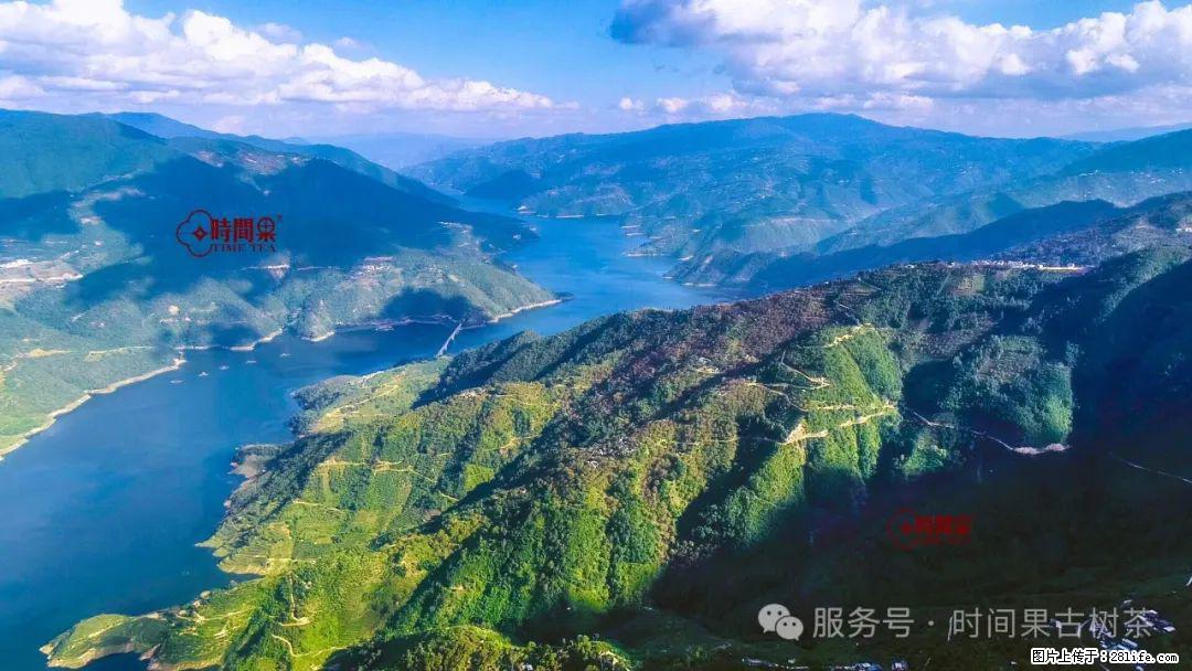 时间果百年古树龙珠普洱生茶 - 购物交流 - 遵义生活社区 - 遵义28生活网 zunyi.28life.com