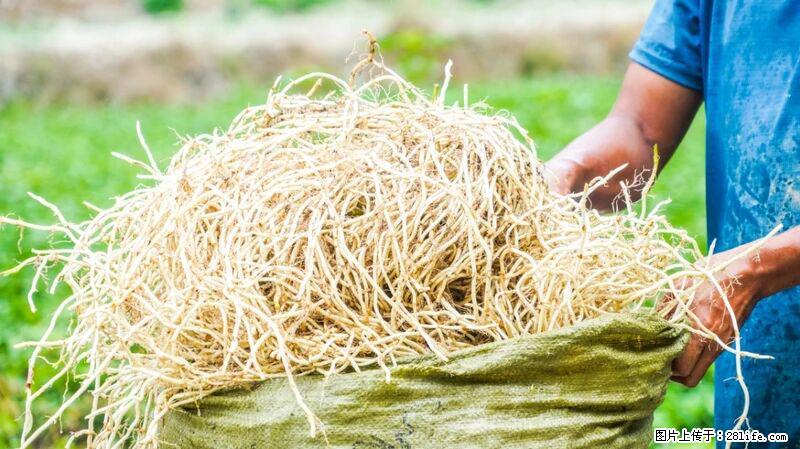 堪称“最难吃”的蔬菜,却是 “抗辐射神器”,还能护肺、清热、止咳化痰! - 遵义生活资讯 - 遵义28生活网 zunyi.28life.com